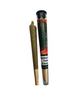 Paradise Weeds Grappe Gazoline Pre-Rolls CBD Joint Indoor 1